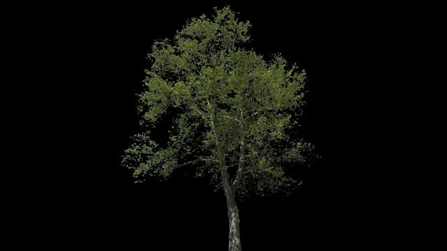 Platanus isolated on black background with alpha channel - Apple ProRes 4444 with Alpha channel, 10bit high quality footage