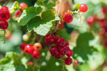 Johannisbeere am Strauch