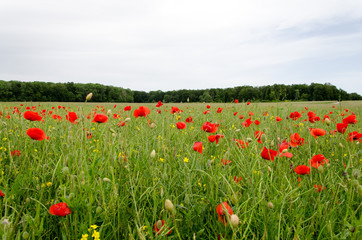 Mohnfeld auf der schwäbischen Alb an einem bewölkten Tag