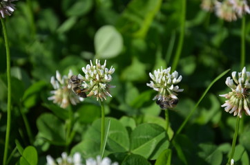 wiat, charakter, roślin, zieleń, kwiat, jardin, jary, roz, lato, kwiat, biała, gras, pola, makro, fiolet, flora, ziele, kwiat, hayfield, beuty, feuille, naturalny, kwitnienie, dzika, bl
