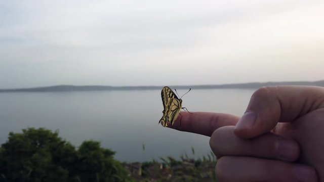 4K video of a Papillo Glaucus. Wonderful yellow butterfly on a finger. The butterfly is pretty close to the lake. It is calmly hanging on the finger.