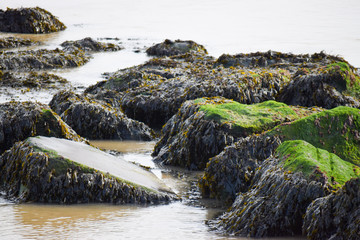 rocks on the beach