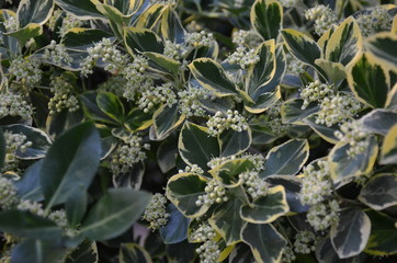 pola, gras, niebo, krajobraz, zieleń, hayfield, charakter, lato, blękit, jary, rolnictwa, farma, obszarów wiejskich, countryside, chmura, roślin, przenica, horyzont, kraj, chmura, kraina, trawnik, pię