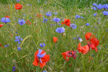 Obraz premium pola, mak, charakter, kwiat, hayfield, czerwień, krajobraz, lato, zieleń, jary, niebo, gras, countryside, blękit, obszarów wiejskich, rolnictwa, roślin, beuty, dzika, chmura, piękne, kwiat polny