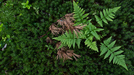 twig of a plant in the middle of an old forest