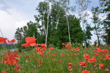 mak, kwiat, czerwień, charakter, pola, kwiat, lato, mak, zieleń, jary, hayfield, roślin, jardin,...