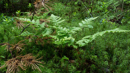 Fototapeta premium twig of a plant in the middle of an old forest