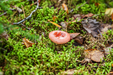 Edible small mushroom Russula with red russet cap in moss autumn forest background. Fungus in the natural environment. Big mushroom macro close up. Inspirational natural summer or fall landscape