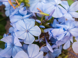 Fototapeta na wymiar Light blue flowers of Tiny periwinkle. Catharanthus pusillus