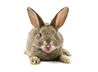 Fototapeta na wymiar rabbit on a white background 