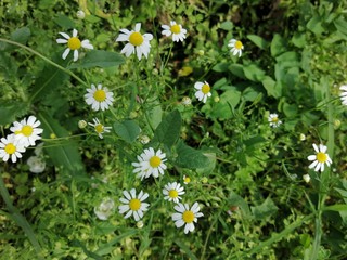 camomilla selvatica
