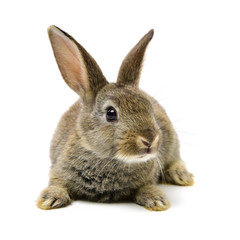 rabbit on a white background 