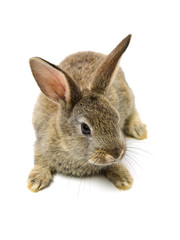 rabbit on a white background 