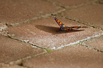 Danaus plexippus