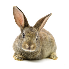 Obraz premium rabbit on a white background 