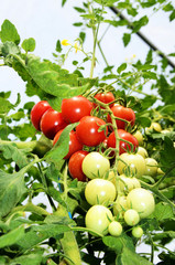 Tomatoes in own greenhouse, upright format