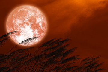 full strawberry moon on night red sky back silhouette grass flowers
