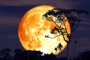 super buck moon on night red sky back silhouette tree