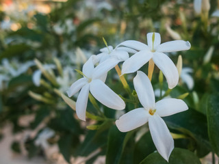 Flowers of white jasmine. Jasminum polyanthum flowers