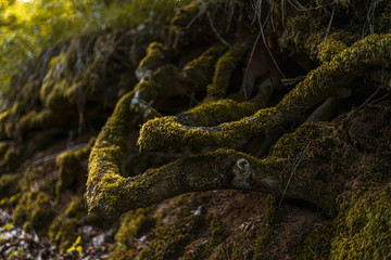 Detail Aufnahme Wurzel mit Moos im Herbst
