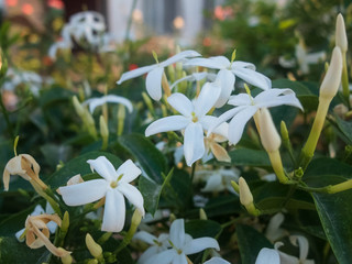 Flowers of white jasmine. Jasminum polyanthum flowers