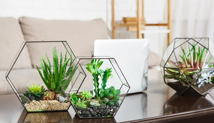 Mini succulent garden in living room concept