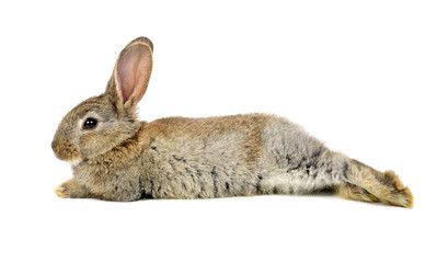 rabbit on a white background 