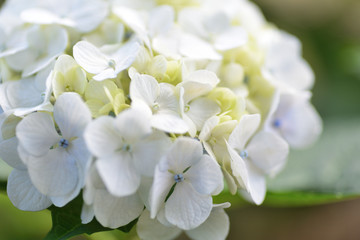hydrangea