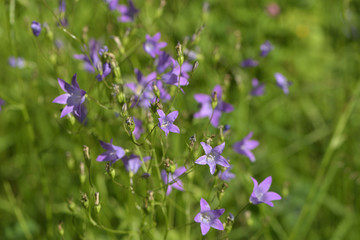 Meadow Bell Spreading Campánula pátula on a green blurred background
