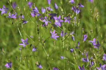 Meadow Bell Spreading Campánula pátula on a green blurred background