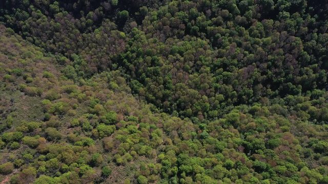 Oak forest, Springtime, Remendon forest, Guriezo Municipality, Cantabria, Spain, Europe