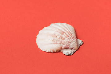 Seashell on a background of living coral. Close-up. Marine concept