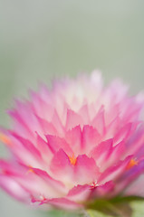 Obraz premium closeup of pink flower