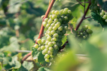 Weiße Trauben am Rebstock