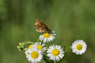 butterfly on flower