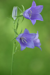 Meadow Bluebell Campanula rotundifolia on a green blurry background