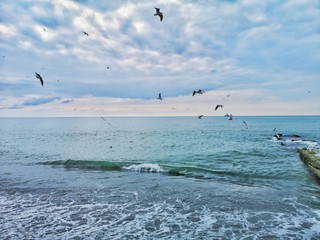 seagulls on beach