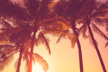 Fototapeta na wymiar Tropical palm tree on sunset sky cloud abstract background.