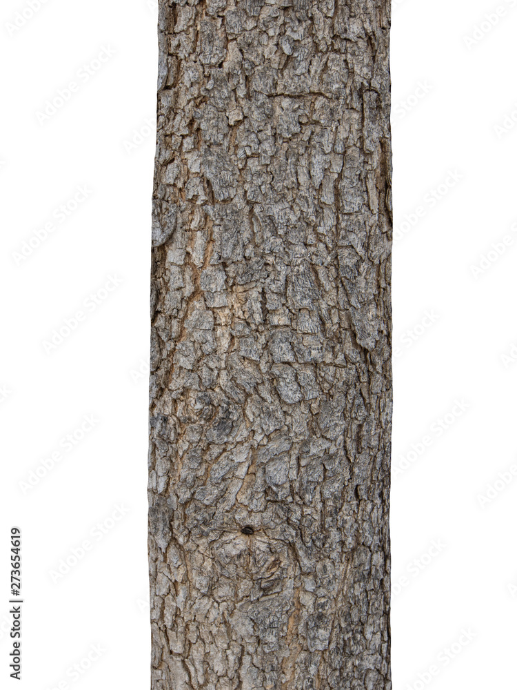 Poster tree trunk isolated on white background