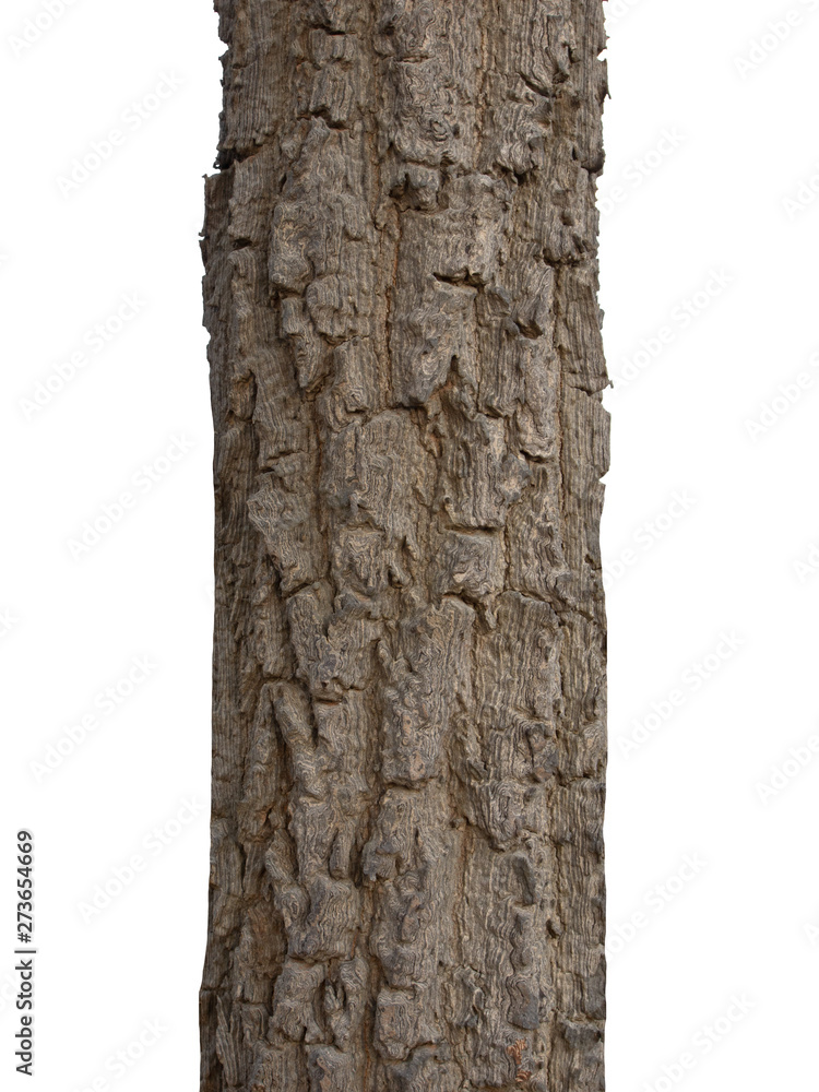 Poster Tree trunk Isolated On White Background