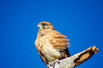 An eagle sits on a branch with a blue sky background