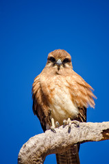 An eagle sits on a branch with a blue sky background