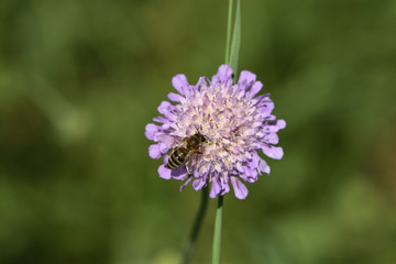The bee sucks the nectar of a flower Knautia arvensis L. on a green blurred background.