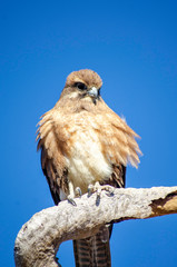 An eagle sits on a branch with a blue sky background