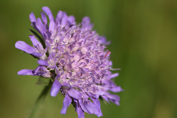 Knautia Field Knautia arvensis L. on the green blurry background