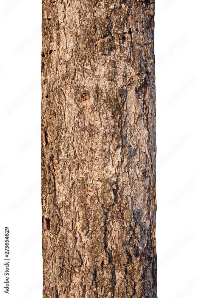 Poster tree trunk isolated on white background