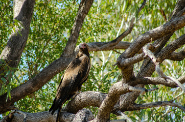 A Wedge Tail Eagle perches in a tree