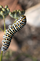 Chenille papillon machaon