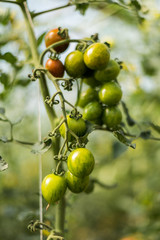 Green small tomatoes on the bench. Vegetable farming: growing tomatoes. 