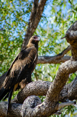A Wedge Tail Eagle perches in a tree